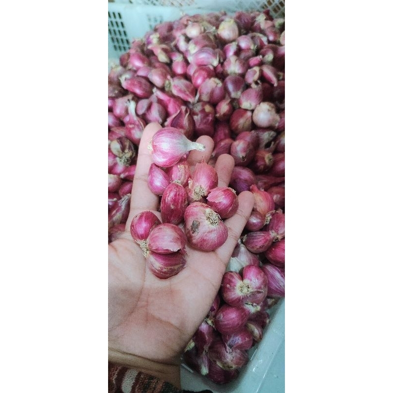 

Bawang merah