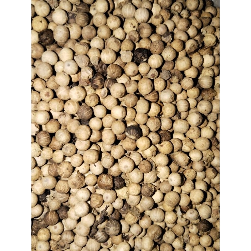 

BISA COD MERICA/LADA PUTIH PREMIUM 500GRAM/ 1000GRAM