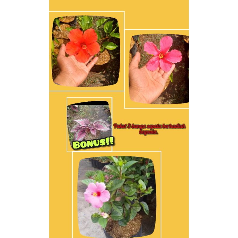 paket 3 bunga seaptu behadiah begonia pink thailand.