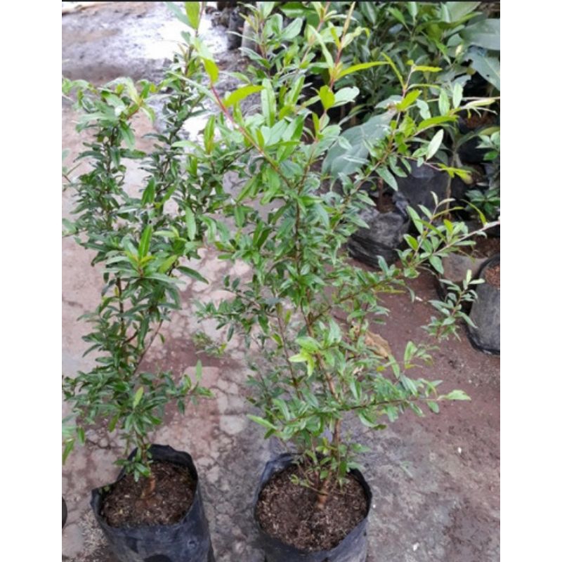 Bibit Pohon Delima Merah Jumbo Siap Berbuah