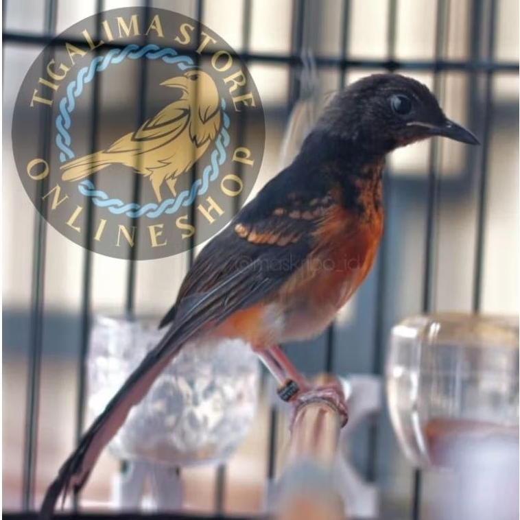 MURAI MEDAN TROTOL JANTAN PILIHAN