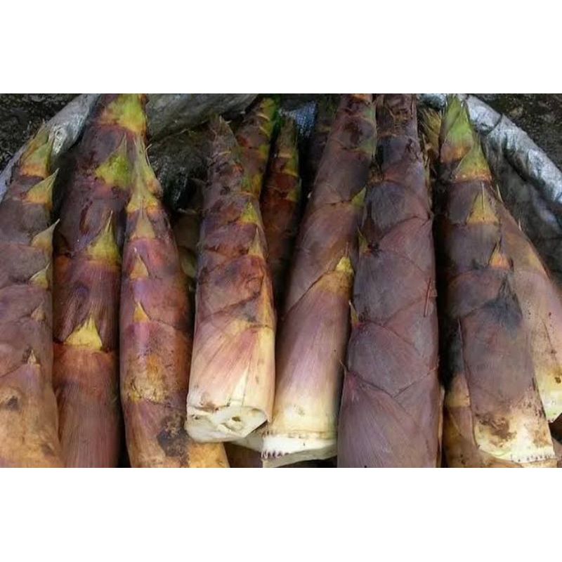 

Rebung Bambu Kuning Segar Asli 1kg