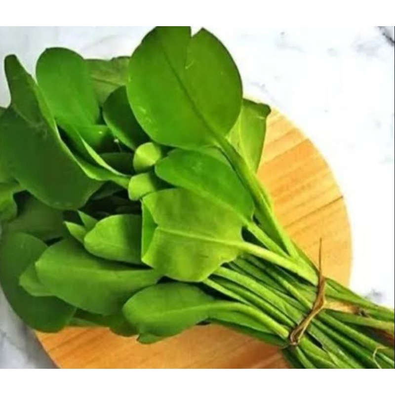 

GENJER SEGAR DADAKAN FRESH PER IKAT