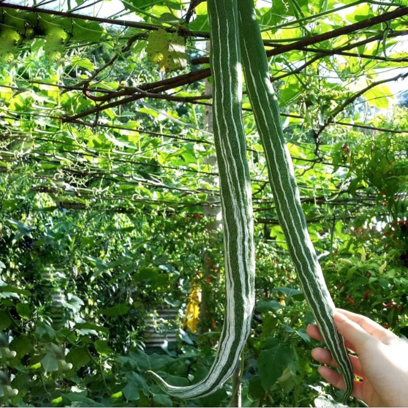 1 Biji Benih Pare Belut Bibit Paria Panjang