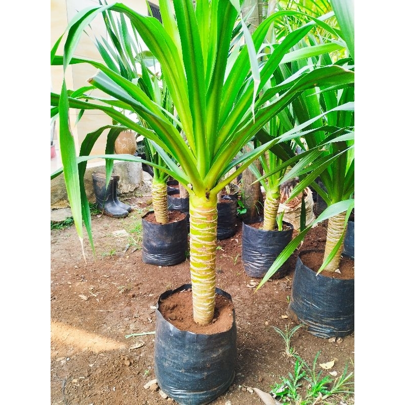 Tanaman hias hidup pandan Bali ukuran 50 cm