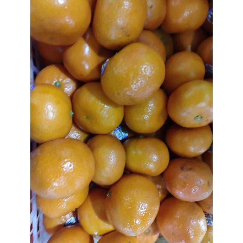 

JERUK AFOURER 500gr