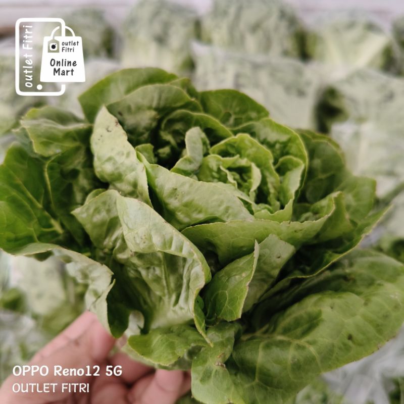 [1 pack] Baby Romaine Selada Hidroponik