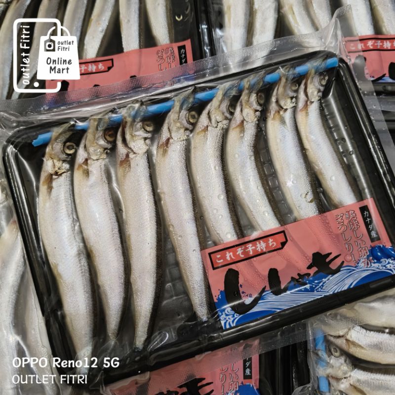 

Ikan Shisamo Full Telur (Female) - Ikan Cipung - Ikan Capelin