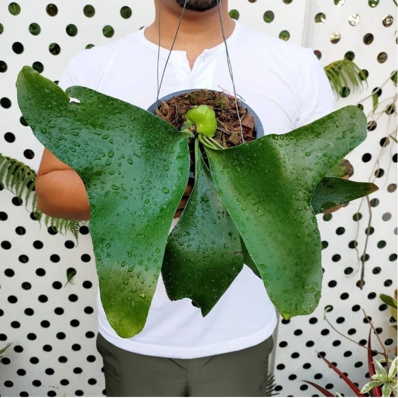 platycerium ellisii baby