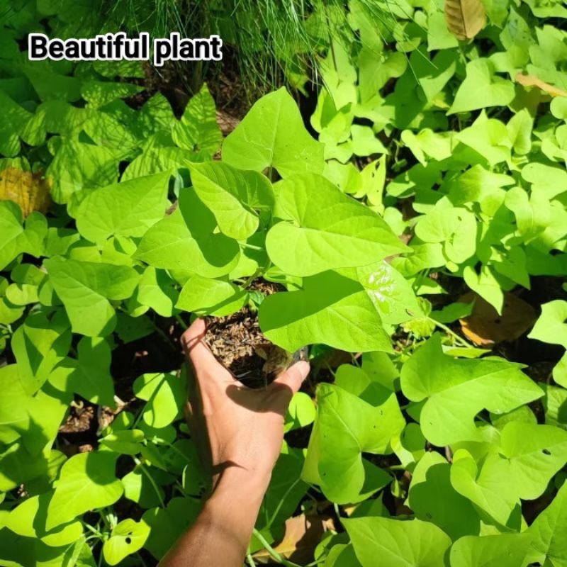 Tanaman Hias Menjalar Ubi kuning / Pohon umbi umbian / Ubi kuning