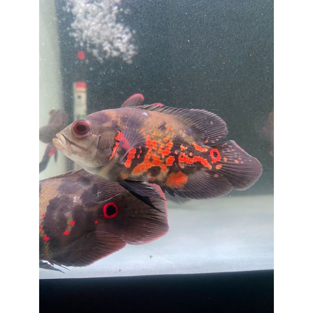 Hiasan Aquarium OSCAR TIGER BATIK | Size 3 Jari