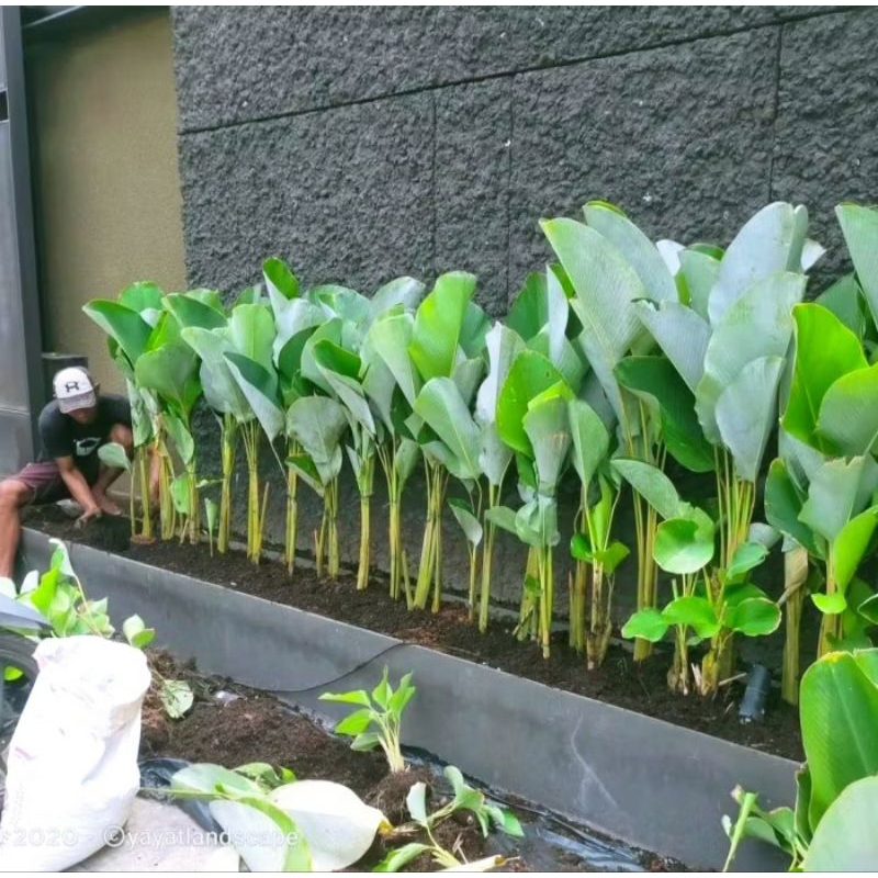 Tanaman Hias Calathea Pisang Lute / Tanaman Calathea Pisang Bedak / Tanaman Pagar Calathea Pisang