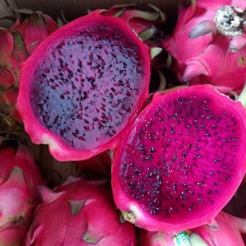 

BUAH NAGA MERAH