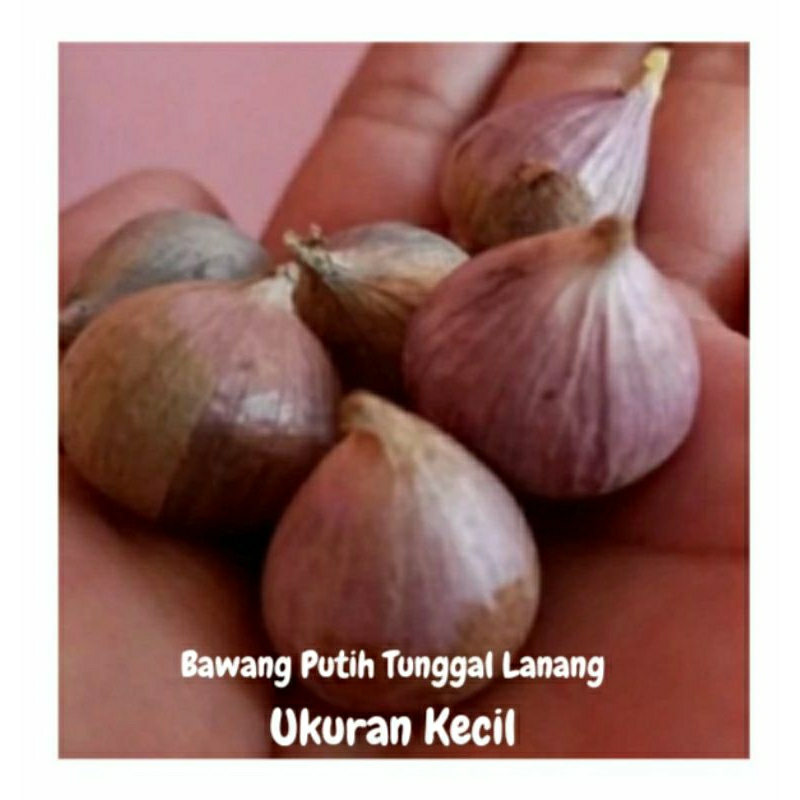 

Bawang Putih Tunggal Lanang Ukuran Kecil 1kg