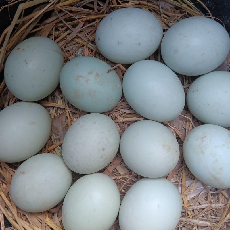 telur bebek fertil telur yang dibuahi bebek pejantan