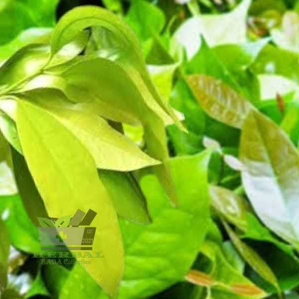 

Daun Melinjo Segar Pucuk Daun Tangkil Segar