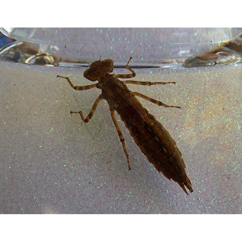 larva capung / unil 10 ekor