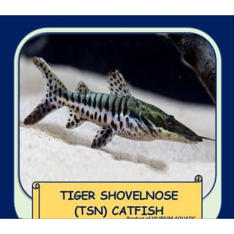 IKAN HIAS TIGER SHOVELNOSE CATFISH TSN HARGA PEREKOR