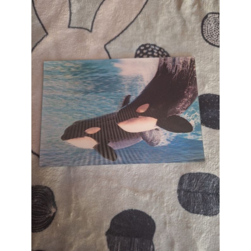 

kartu pos 3D ikan paus/3D postcard