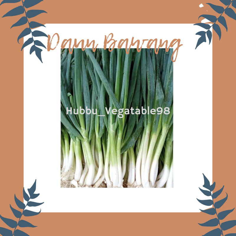 

Daun Bawang