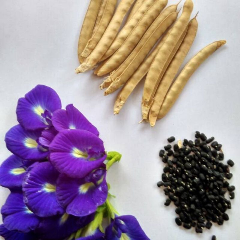 -+225 biji bunga Telang tanaman herbal tanaman hias