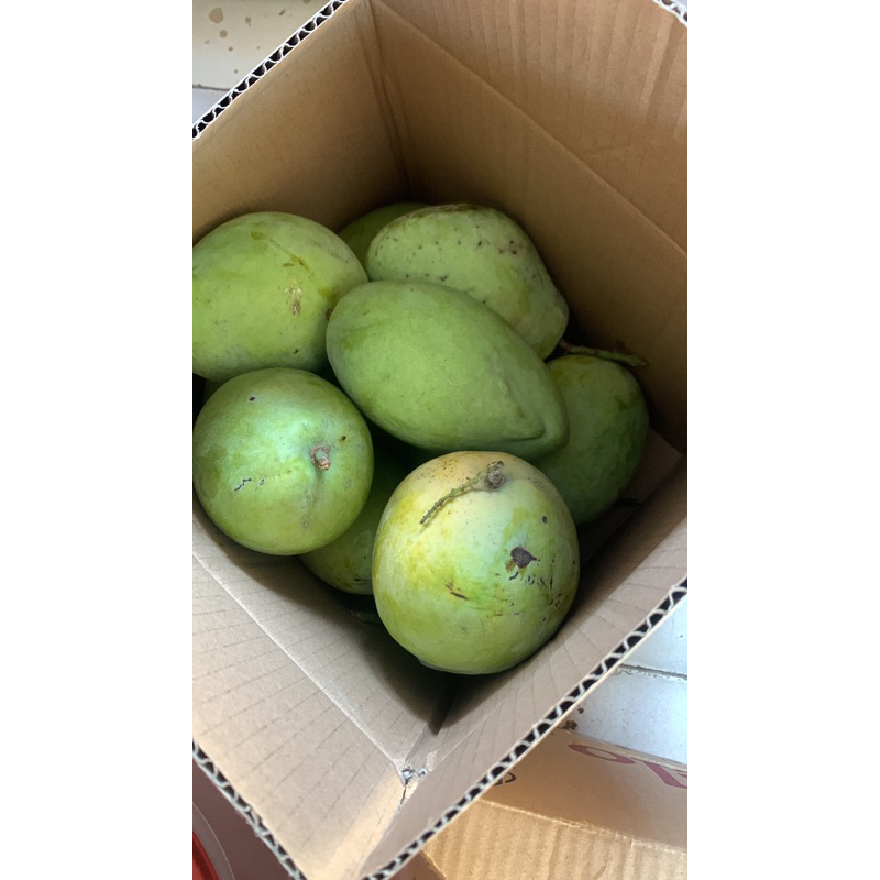 

Mangga Dermayu/Indramayu matang/mengkel