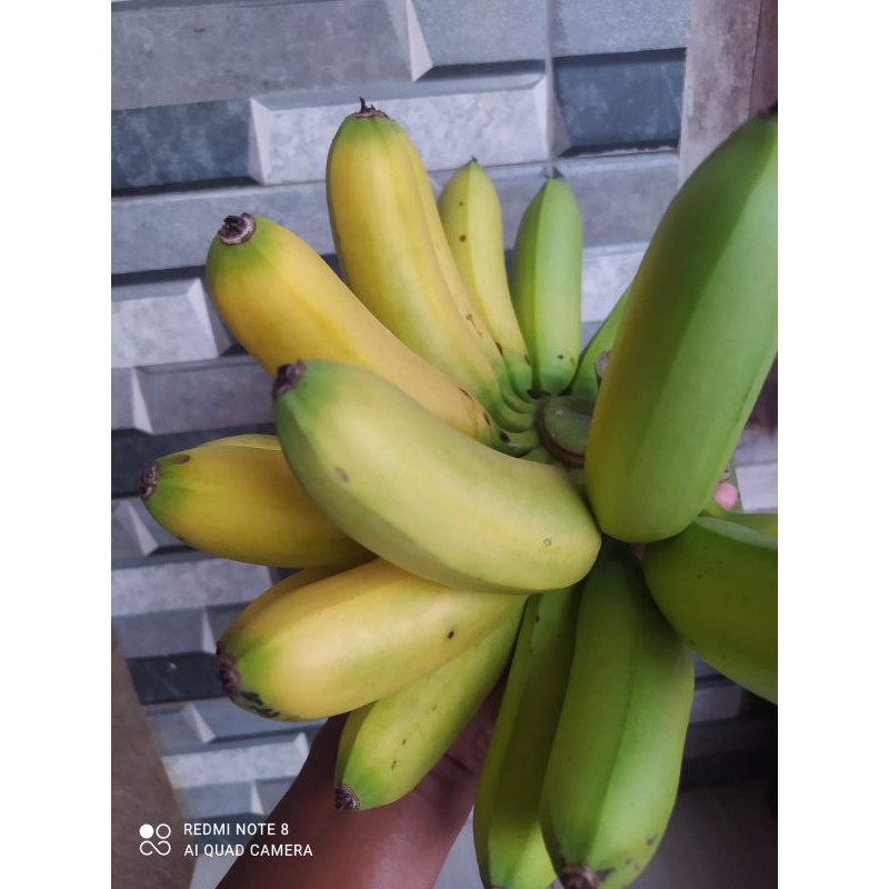

pisang emas asli/ pisang emas kirana/ pisang emas 1 sisir