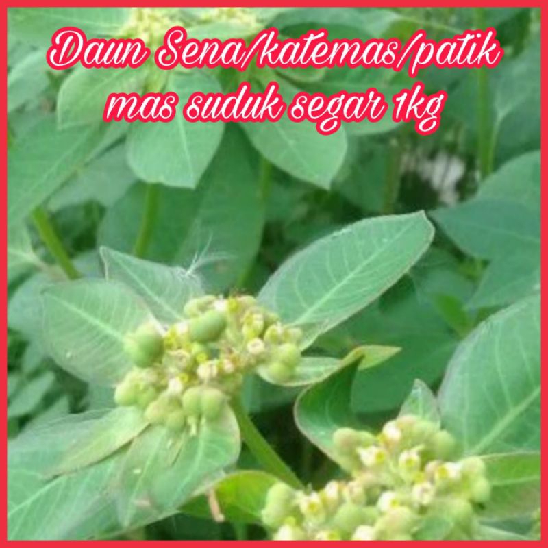 

Daun Sena/katemas/patik mas suduk pucuk segar 1kg