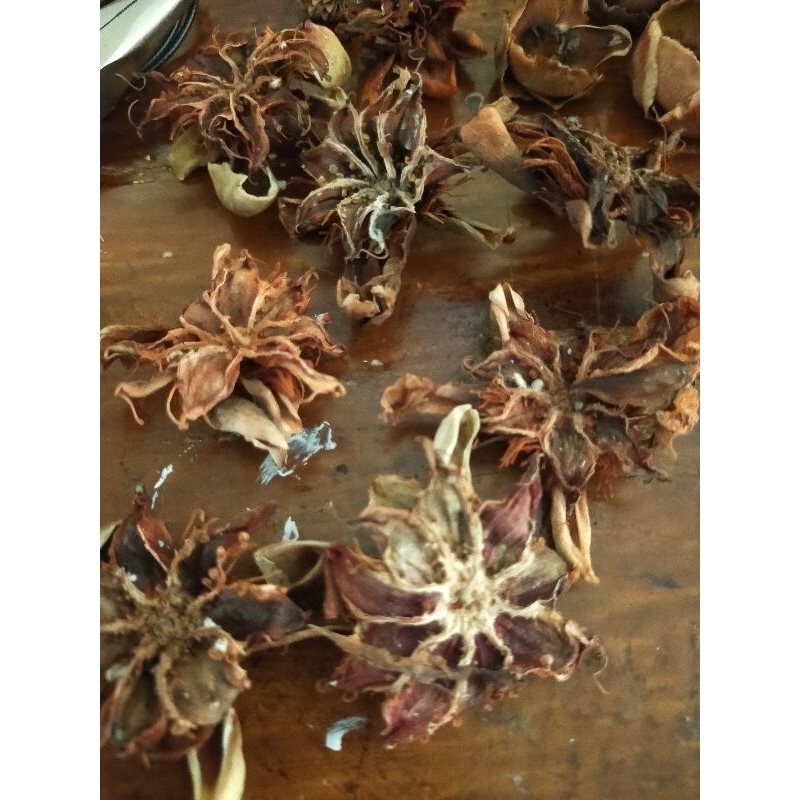 Bunga Daun Simpur Kering Dari Bangka