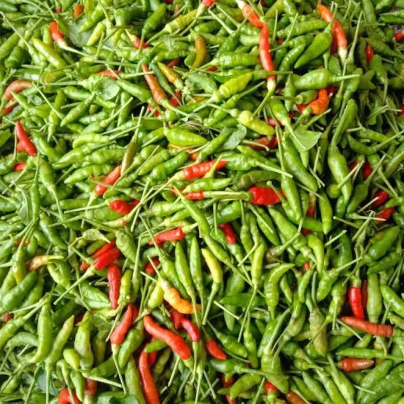 

Cabe rawit Gunung asli Lampung 100 gram