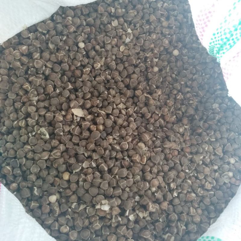

biji kelor botak/gundul 50 gr