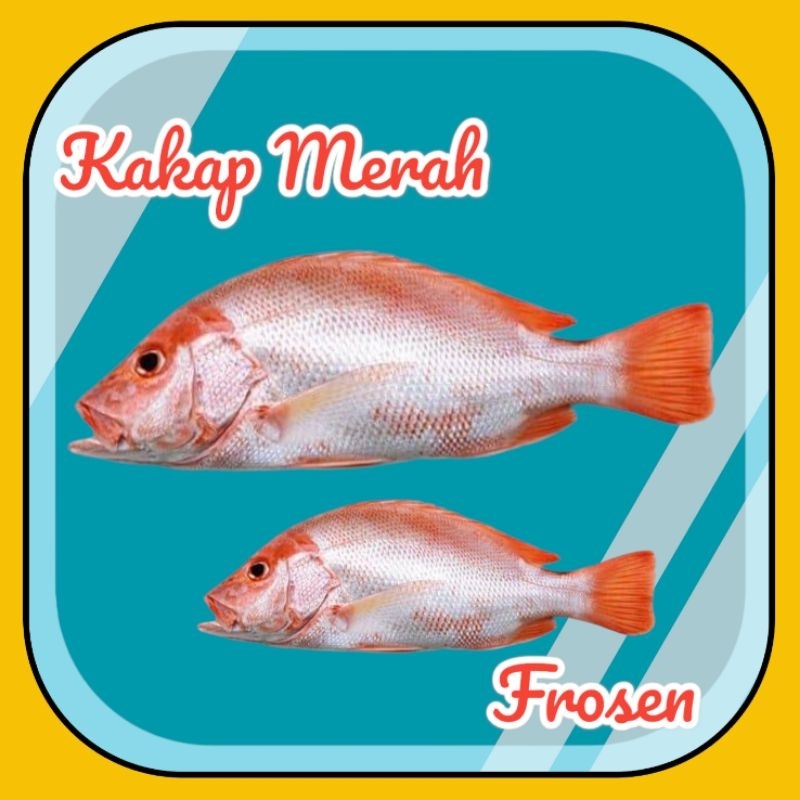 

IKAN KAKAP MERAH SNIPER 1KG | FRESH FROZEN | IKAN LAUT SEAFOOD