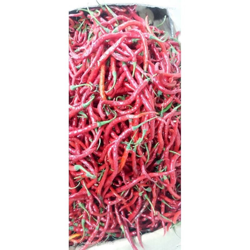 

Cabe Merah Paketceban