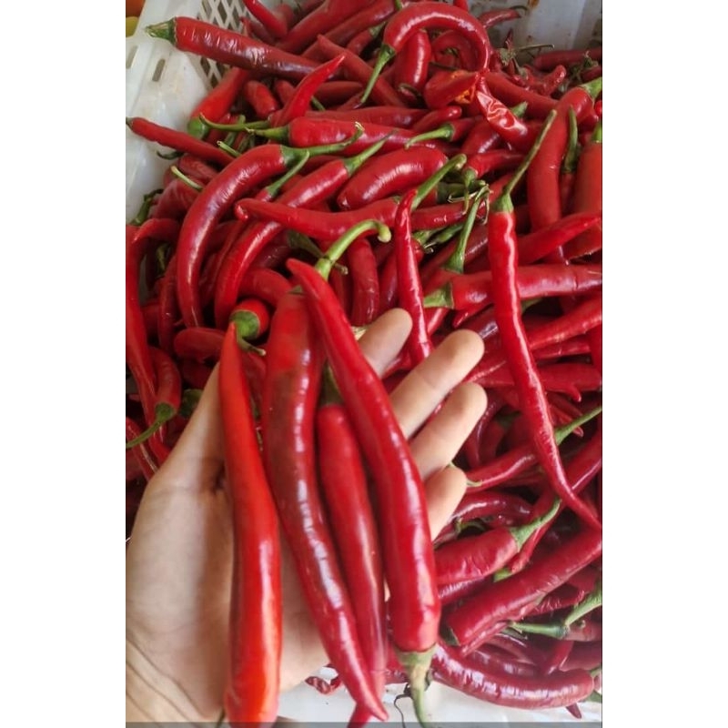 

cabe merah besar segar