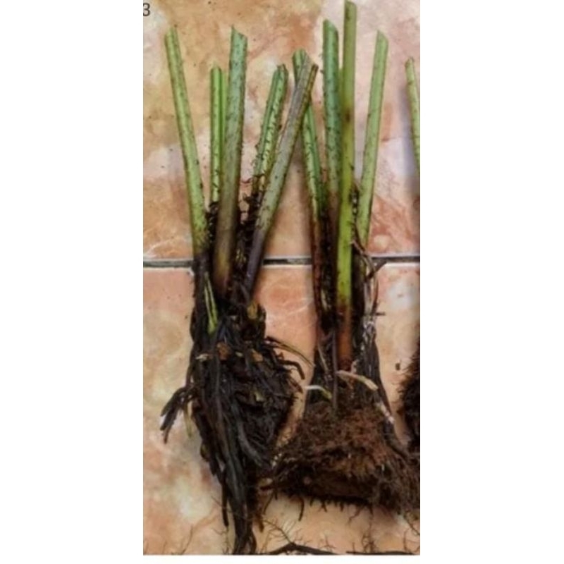 bibit pakis sayur organik satu pcs