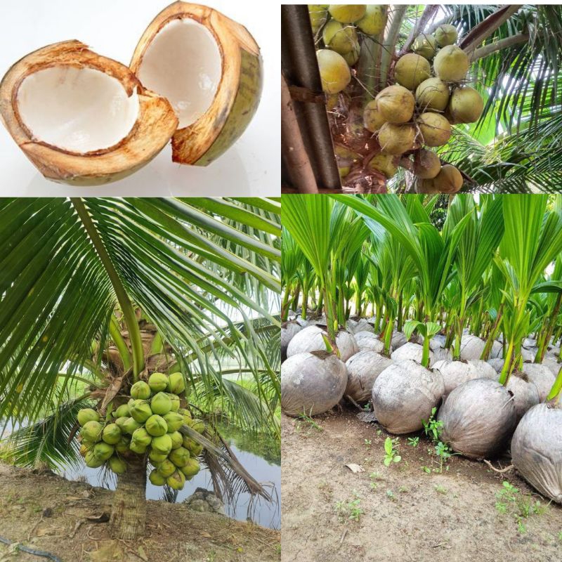 Kelapa Kelapa Tanaman Kelapa Hibrida ,  Tanaman Kelapa Hibrida Hijau