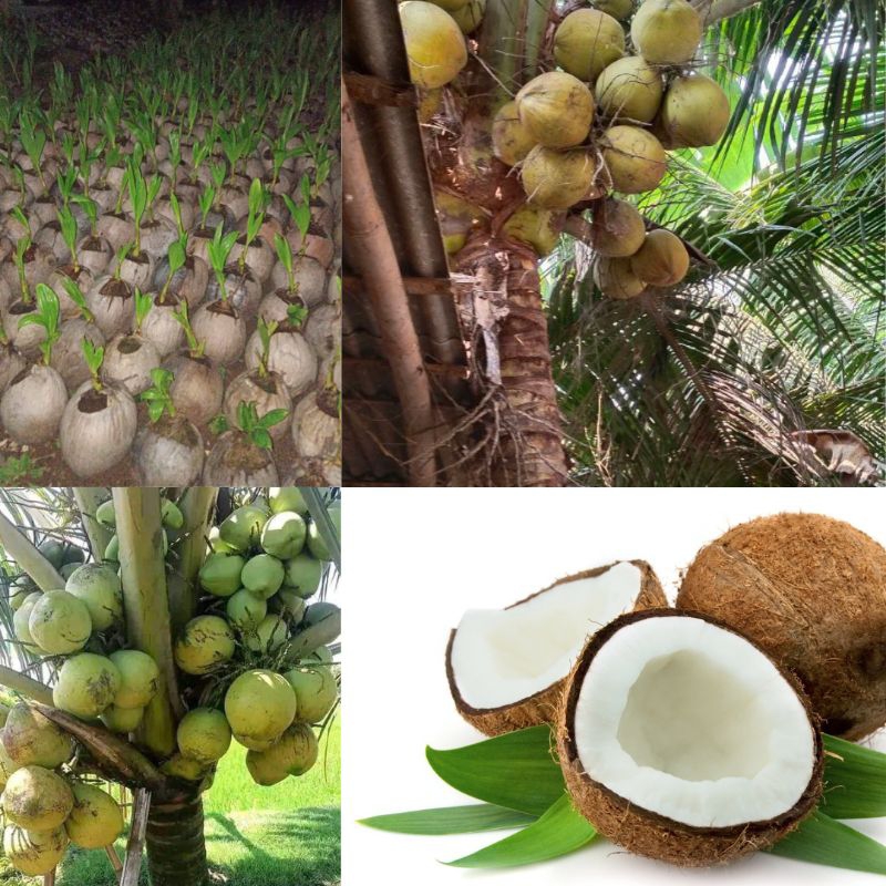 Bibit kelapa pendek  ,  pohon kelapa hibrida ,  benih kelapa hijau