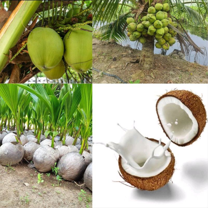 Kelapa Pokok Kelapa Hijau  ,  Pokok Kelapa Hibrida , Kelapa Benih Kelapa Hibrida Hijau
