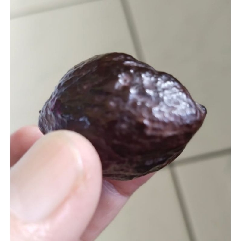 Kemiri Adu Muncang Adu Jabra Si Besi Matang