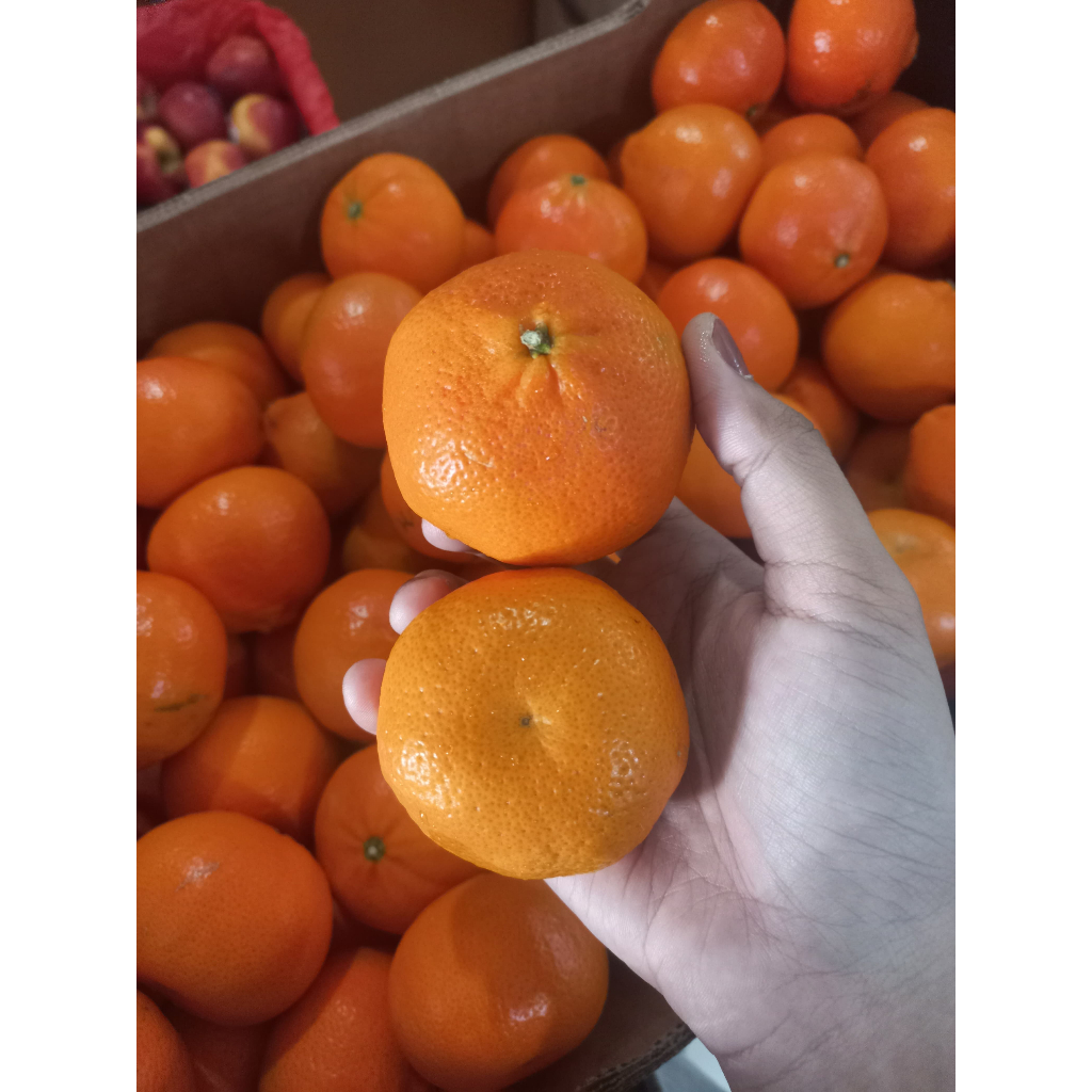 

JERUK MINI. JERUK KUPAS. JERUK MANIS SEGAR FRESH. JERUK KECIL. JERUK IMPOR