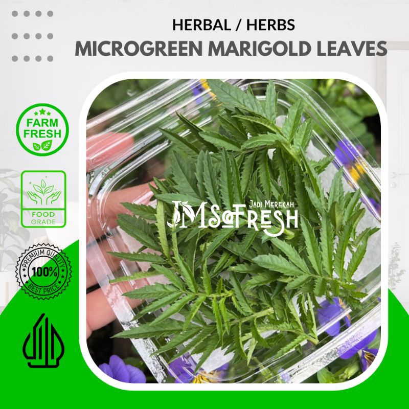 

[JM_Sofresh] Daun Bunga Marigold / Microgreen Marigold Leaves