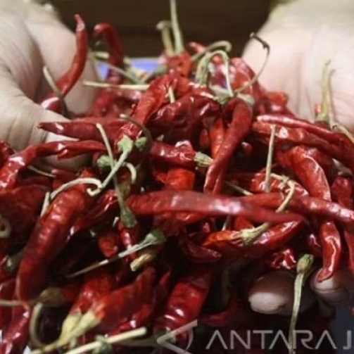 

Cabe Lombok Kering Import pasar online makassar