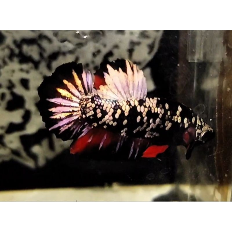 

IKAN CUPANG AVATAR COPPER JOSS