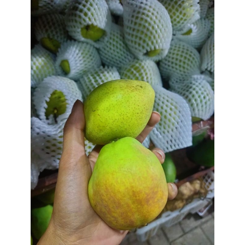 

Buah Pear Xianglie