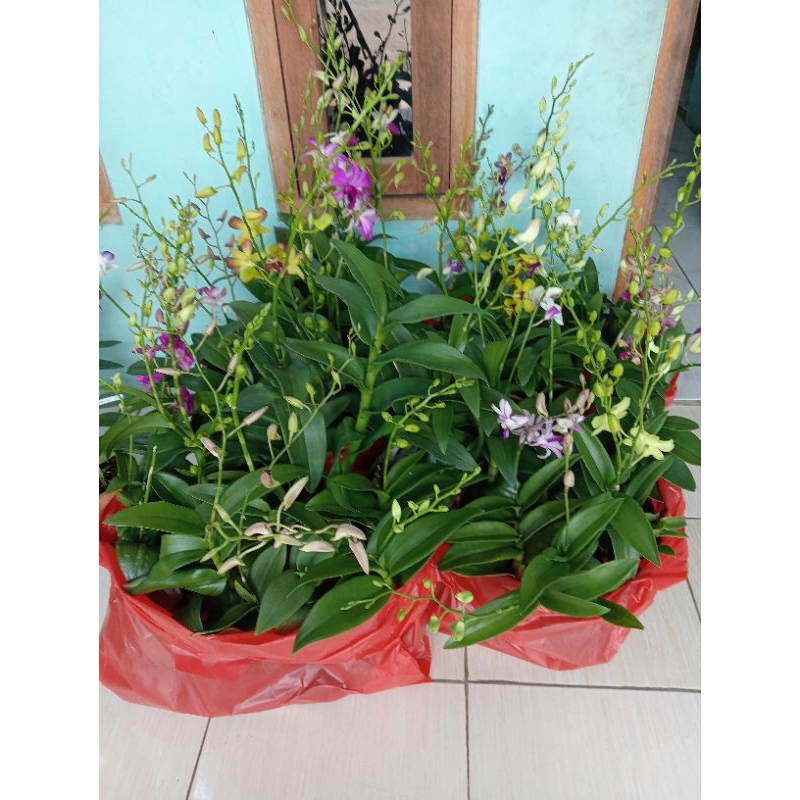 anggrek dendro dewasa