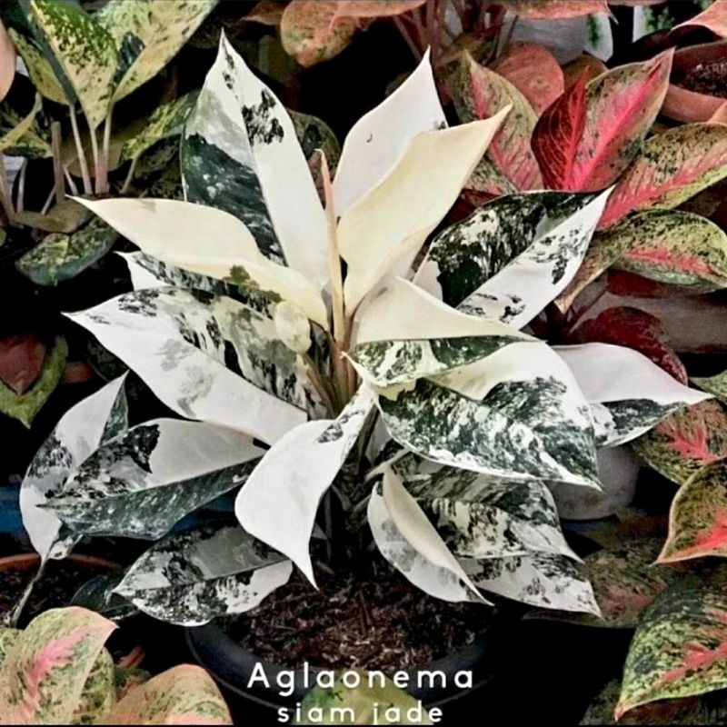 Tanaman Hias Aglonema Siam Jade Varigata (Tanaman hias aglaonema Siam Jade) - tanaman hias hidup - b