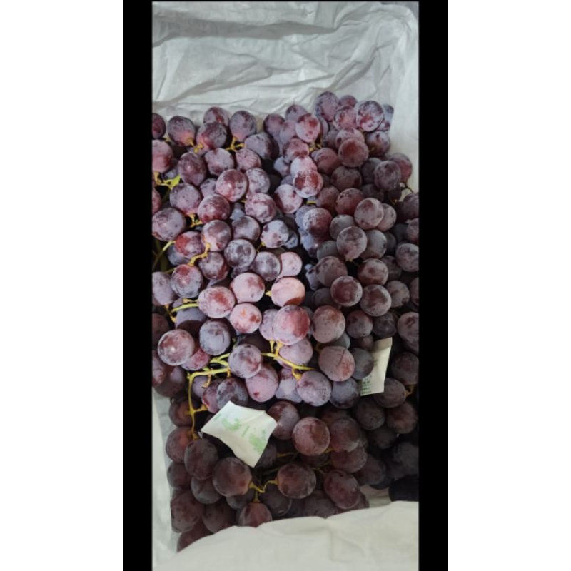 

*anggur edglobe super promo..1kg ready 30kratt*