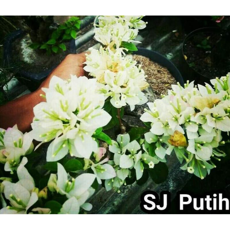SJ Putih