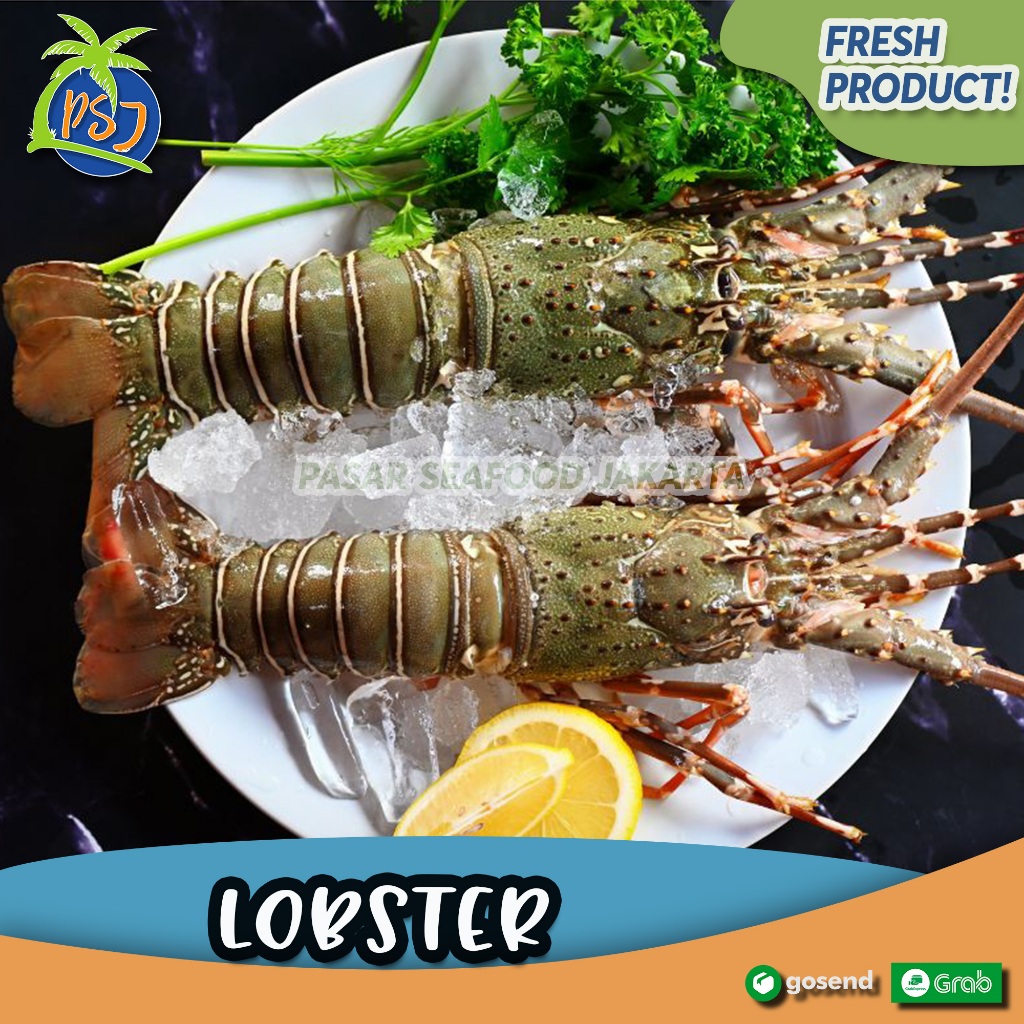 

Lobster laut Frozen-Fresh-Segar / Hidup Ukuran 1kg Isi 4-5 Ekor