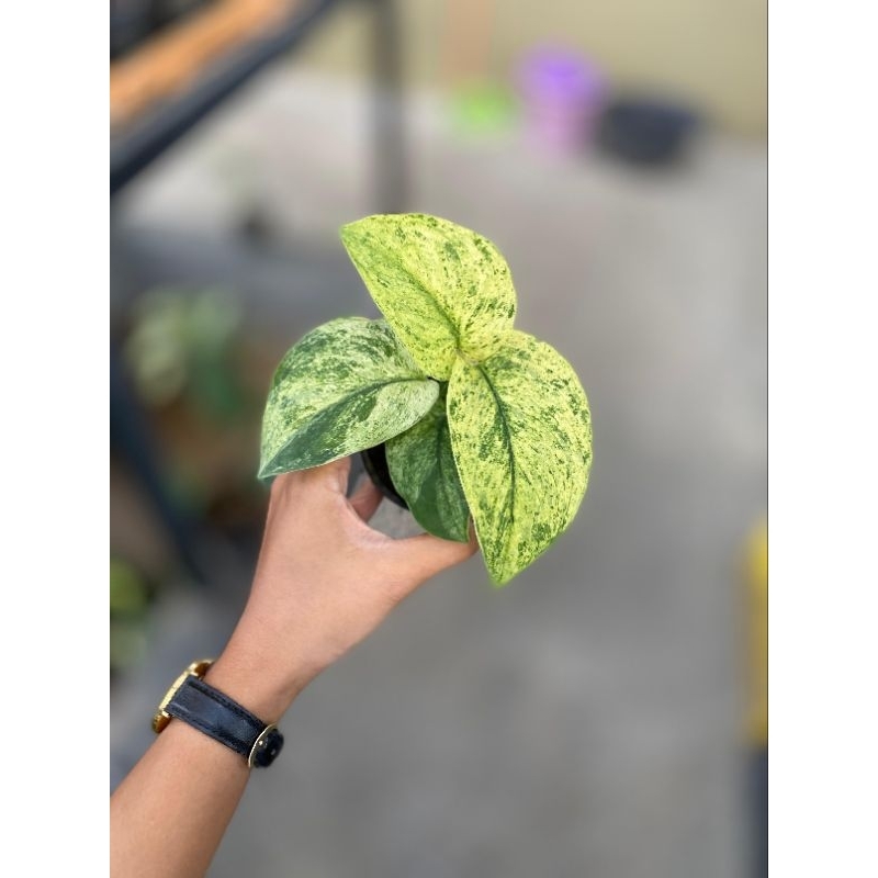 Scindapsus Marble Queen